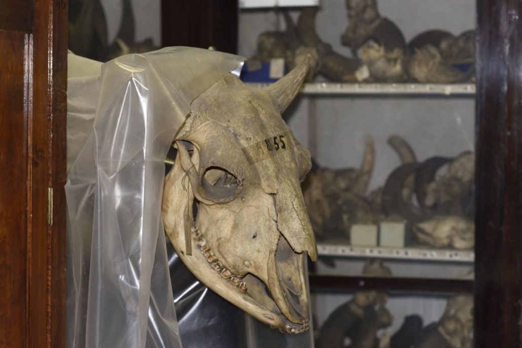 Museum polar bear specimen