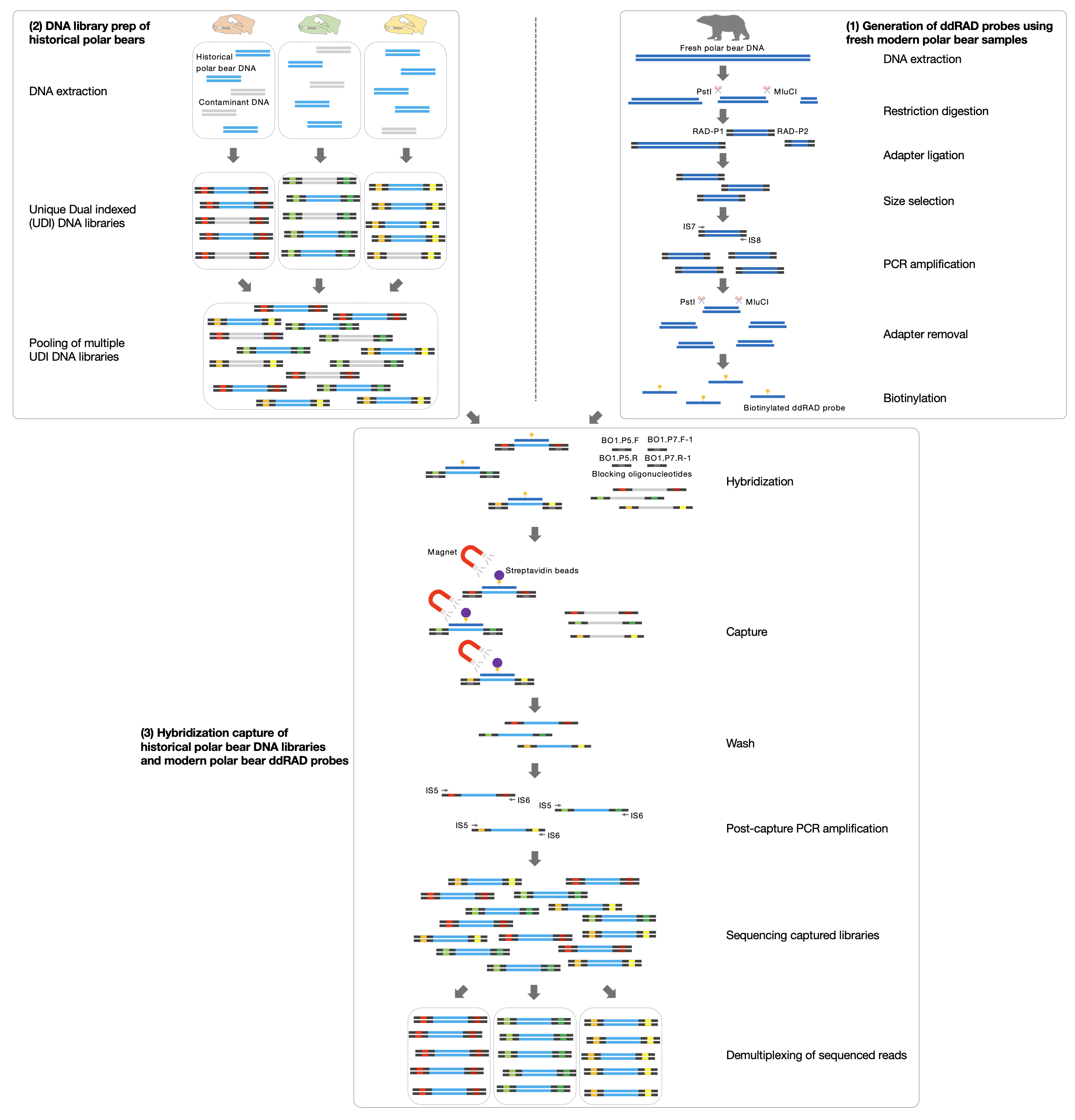 hyRAD experimental workflow