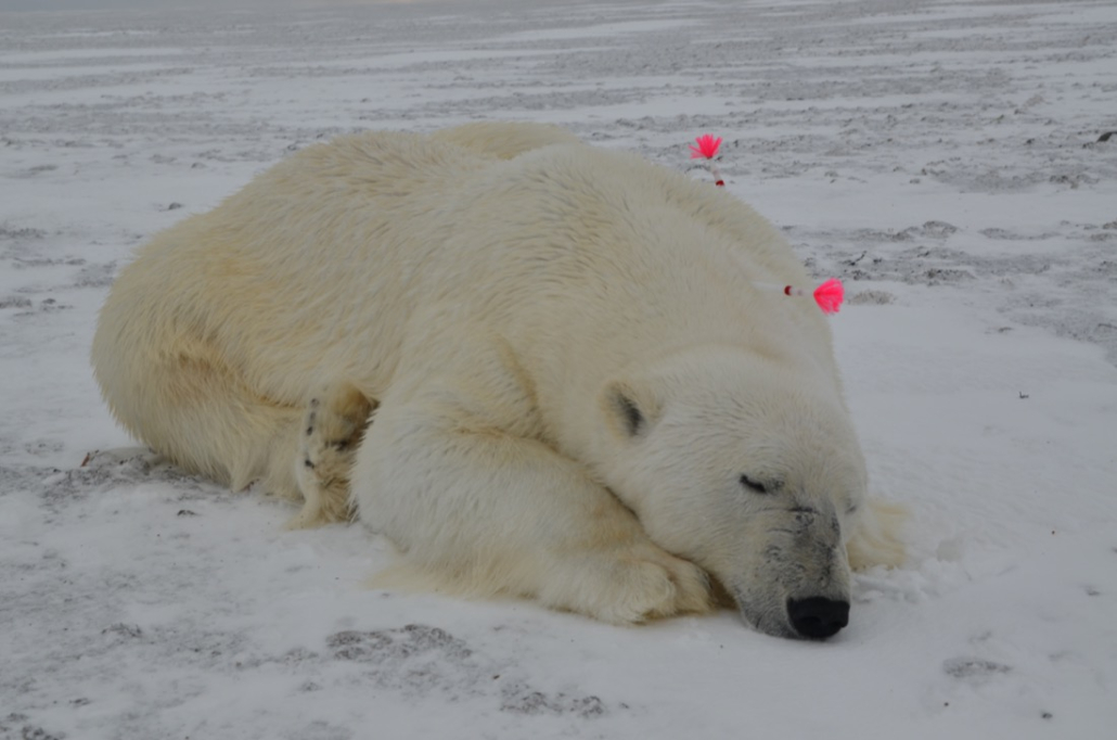 Polar bear field research