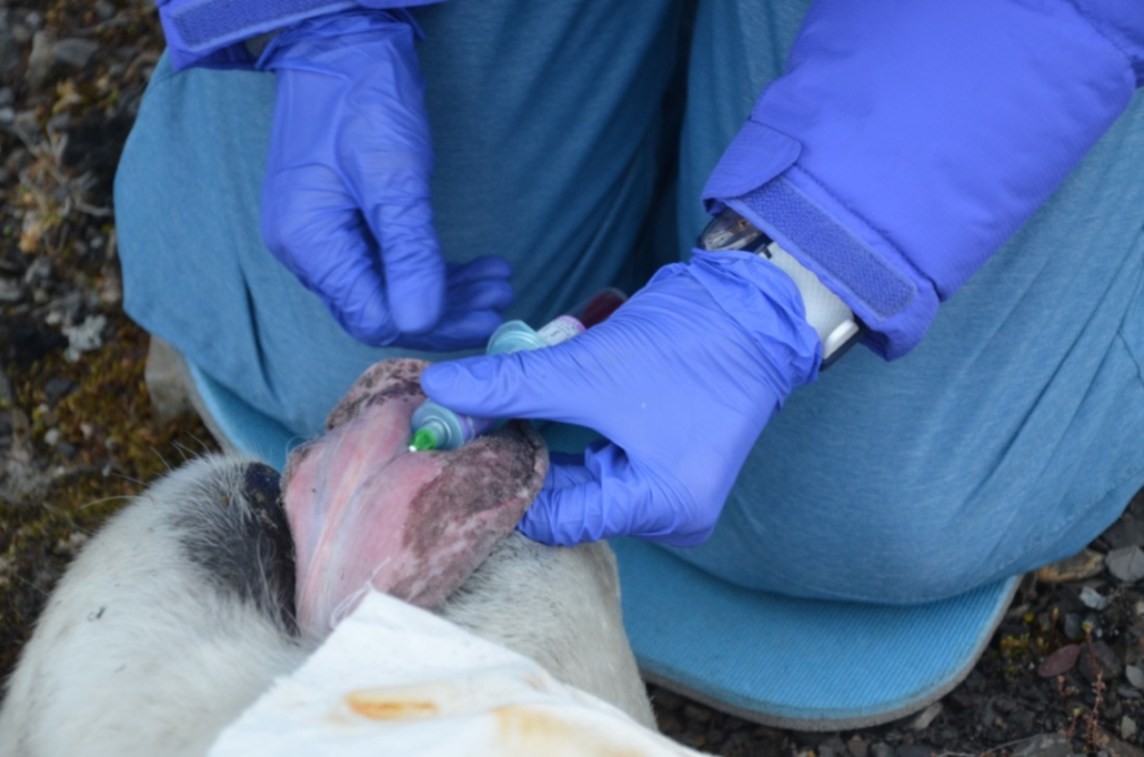 Collecting modern polar bear samples