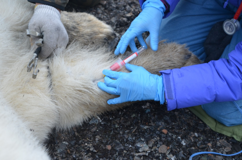 Polar bear during fieldwork