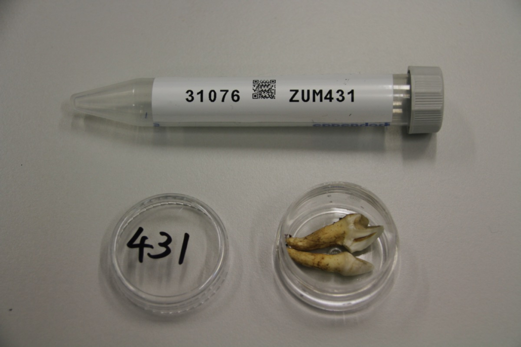 Cleaning a museum tooth