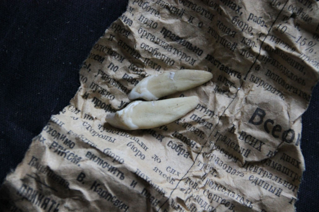 Documenting a museum specimen