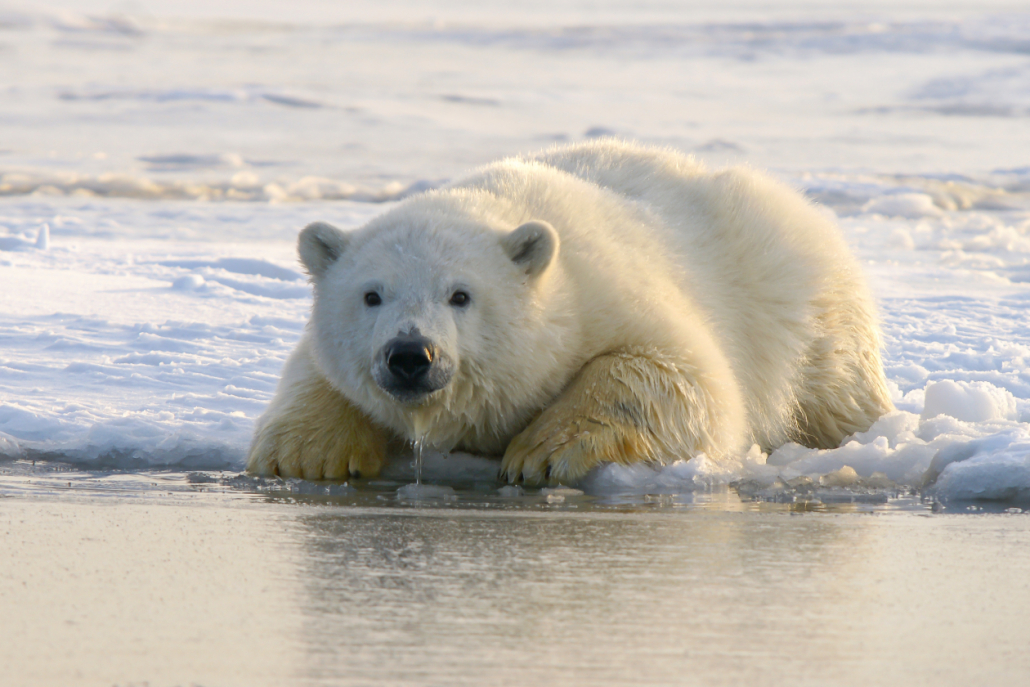 Polar bear resting beside Arctic sea ice