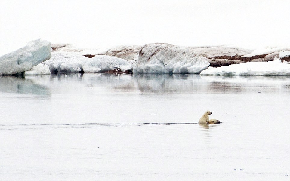 Polar bears crossing the ice